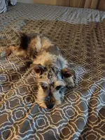 Nesta, a female Miniature Schnauzer for sale in Kansas City, MO – Photo 8 of 9