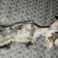 Nesta, a female Miniature Schnauzer for sale in Kansas City, MO – Photo 6 of 9