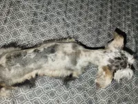 Nesta, a female Miniature Schnauzer for sale in Kansas City, MO – Photo 6 of 9