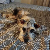 Nesta, a female Miniature Schnauzer for sale in Kansas City, MO – Photo 7 of 9