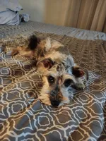 Nesta, a female Miniature Schnauzer for sale in Kansas City, MO – Photo 7 of 9