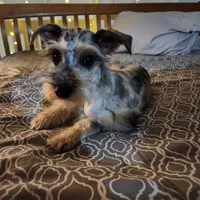 Nesta, a female Miniature Schnauzer for sale in Kansas City, MO – Photo 3 of 9