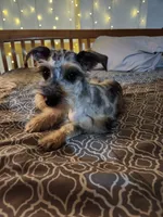 Nesta, a female Miniature Schnauzer for sale in Kansas City, MO – Photo 3 of 9