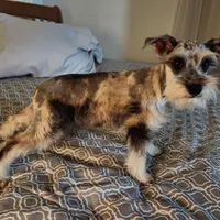 Nesta, a female Miniature Schnauzer for sale in Kansas City, MO – Photo 1 of 9