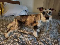 Nesta, a female Miniature Schnauzer for sale in Kansas City, MO – Photo 1 of 9