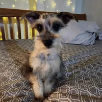 Nesta, a female Miniature Schnauzer for sale in Kansas City, MO – Photo 4 of 9