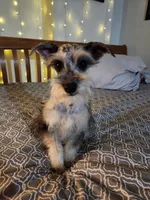 Nesta, a female Miniature Schnauzer for sale in Kansas City, MO – Photo 4 of 9