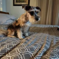 Nesta, a female Miniature Schnauzer for sale in Kansas City, MO – Photo 2 of 9