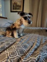 Nesta, a female Miniature Schnauzer for sale in Kansas City, MO – Photo 2 of 9