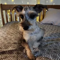 Nesta, a female Miniature Schnauzer for sale in Kansas City, MO – Photo 9 of 9