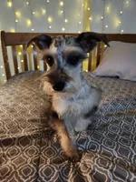 Nesta, a female Miniature Schnauzer for sale in Kansas City, MO – Photo 9 of 9