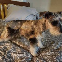 Nesta, a female Miniature Schnauzer for sale in Kansas City, MO – Photo 5 of 9