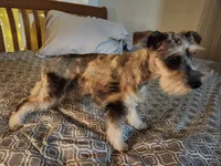 Nesta, a female Miniature Schnauzer for sale in Kansas City, MO – Photo 5 of 9