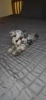 Bonnie, a female Miniature Schnauzer for sale in Springfield, MO – 8 of 10