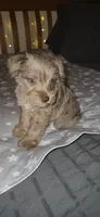 Minky, a female Miniature Schnauzer for sale in Kansas City, MO – 5 of 10