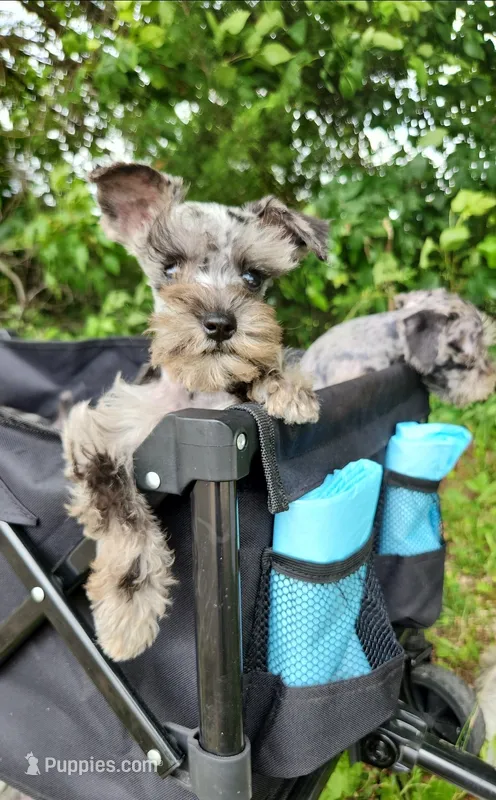Toy Nimbus  – Miniature Schnauzer puppy for sale in Kansas City, MO