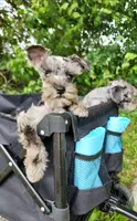Toy Nimbus , a male Miniature Schnauzer for sale in Kansas City, MO – 1 of 10