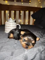 Princess , a female Yorkshire Terrier for sale in Springfield, MO – 8 of 10