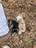 Misha , a male Miniature Schnauzer for sale in Kansas City, MO – 10 of 10
