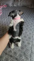 Harbor , a female Miniature Schnauzer for sale in Kansas City, MO – 4 of 10