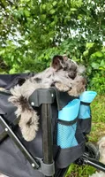 Toy Nimbus , a male Miniature Schnauzer for sale in Kansas City, MO – 3 of 10