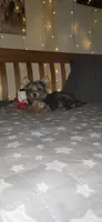 Elio, a male Yorkshire Terrier for sale in Kansas City, MO – 2 of 7