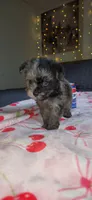 Tiny Toy, a female Miniature Schnauzer for sale in Kansas City, MO – 9 of 10