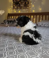 Harbor , a female Miniature Schnauzer for sale in Kansas City, MO – 7 of 10