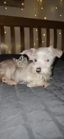 Annabelle , a female Miniature Schnauzer for sale in Springfield, MO – 6 of 10