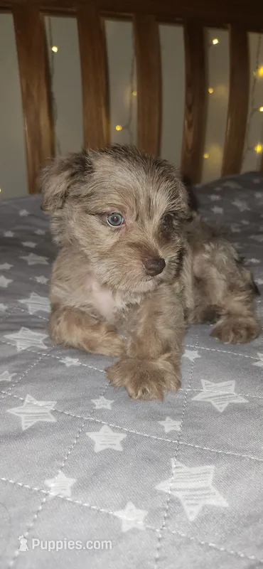 Minky – Miniature Schnauzer puppy for sale in Kansas City, MO