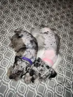 Ivy , a female Miniature Schnauzer for sale in Kansas City, MO – 7 of 9