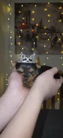 Princess , a female Yorkshire Terrier for sale in Springfield, MO – 2 of 10