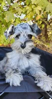 Bonnie, a female Miniature Schnauzer for sale in Springfield, MO – 1 of 10