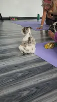 Ridge, a male Miniature Schnauzer for sale in Kansas City, MO – 5 of 10