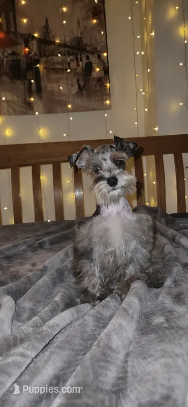 Blaze , a male Miniature Schnauzer for sale in Springfield, MO – 1 of 10
