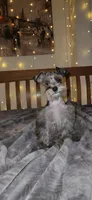 Blaze , a male Miniature Schnauzer for sale in Springfield, MO – 1 of 10