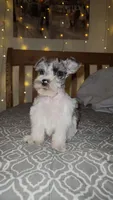 Ridge , a male Miniature Schnauzer for sale in Kansas City, MO – 9 of 10