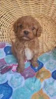 Grogu , a male Cavapoo for sale in Kansas City, MO – 7 of 9
