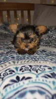 Basil, a male Yorkshire Terrier for sale in Kansas City, MO – Photo 5 of 8
