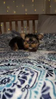 Basil, a male Yorkshire Terrier for sale in Kansas City, MO – Photo 6 of 8