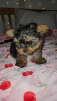 Basil, a male Yorkshire Terrier for sale in Kansas City, MO – Photo 2 of 8