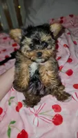 Basil, a male Yorkshire Terrier for sale in Kansas City, MO – Photo 1 of 8