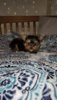 Basil, a male Yorkshire Terrier for sale in Kansas City, MO – Photo 7 of 8