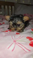 Basil, a male Yorkshire Terrier for sale in Kansas City, MO – Photo 3 of 8