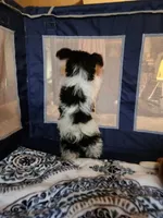 Flint , a male Yorkshire Terrier for sale in Kansas City, MO – Photo 9 of 10