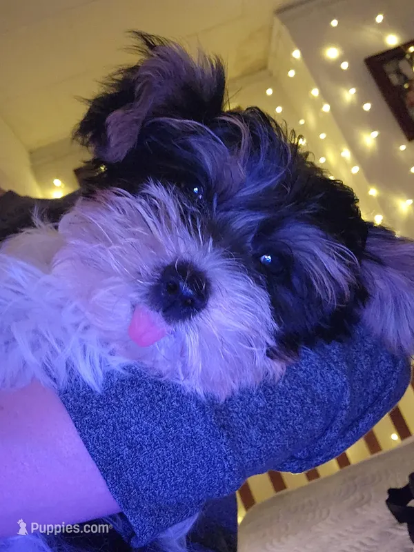 Flint  – Yorkshire Terrier puppy for sale in Kansas City, MO