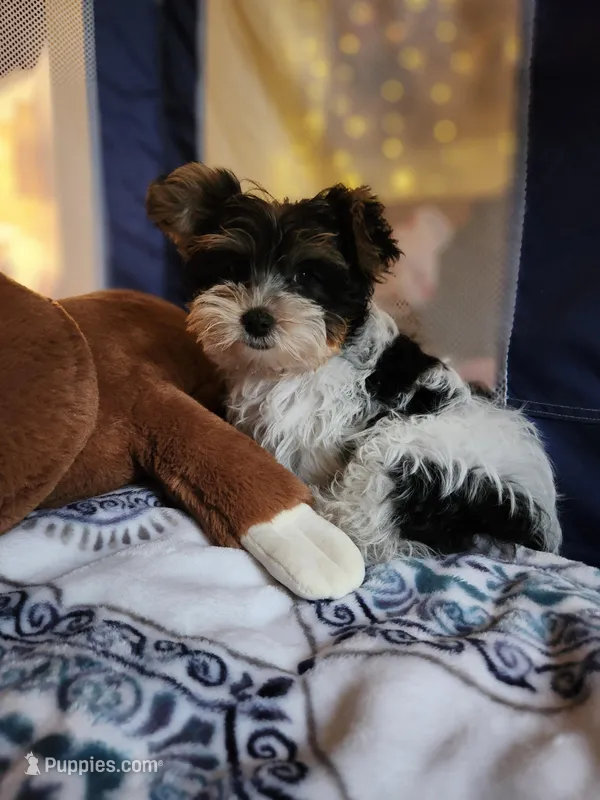 Flint  – Yorkshire Terrier puppy for sale in Kansas City, MO