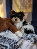 Flint , a male Yorkshire Terrier for sale in Kansas City, MO – Photo 10 of 10