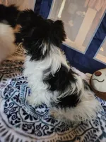 Flint , a male Yorkshire Terrier for sale in Kansas City, MO – Photo 8 of 10