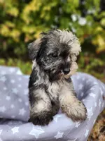 Misha , a male Miniature Schnauzer for sale in Kansas City, MO – 8 of 10